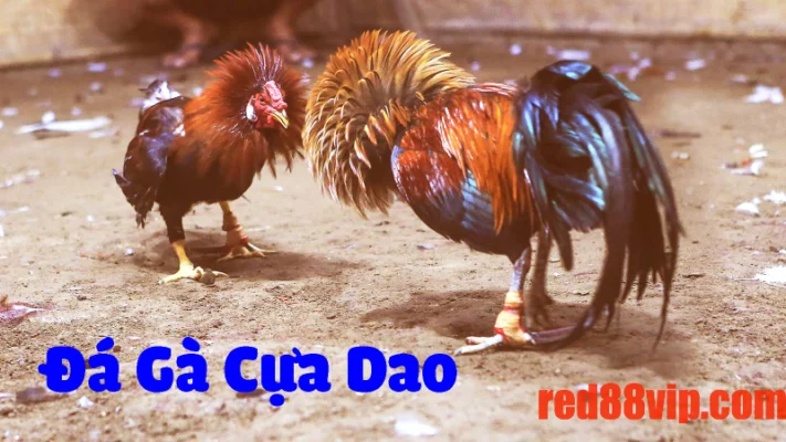 Đá gà cựa dao là gì?