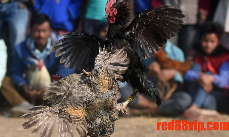 Đá gà không cựa