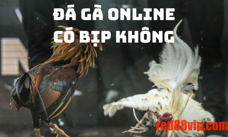 Đá gà online có lừa đảo không?